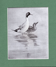 Peter Scott  ~ Pintails in the Shallows ~ Genuine Original Vintage Print 1941
