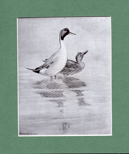 Peter scott pintails in - peter, scott 