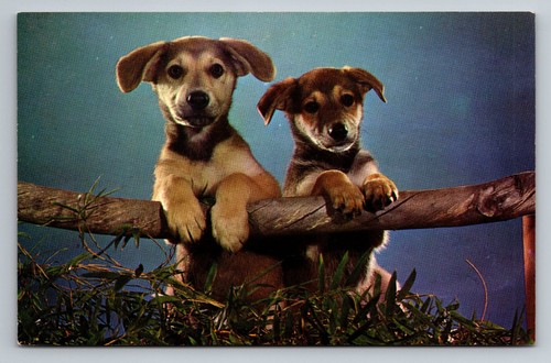 Vintage german shepherd pups - shepherd,