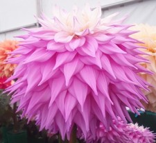 SIR ALF RAMSEY.  Giant. Dec.