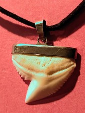 Very nice mounted Shark Tooth