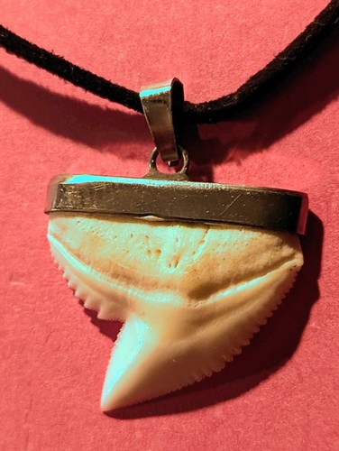 Very nice mounted shark tooth - nice,