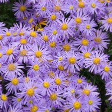 Aster Monch Bushy Branching Herbaceous Perennial Ornamental Potted Garden Plant