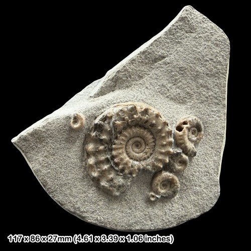 Microderoceras cymbites - microderoceras,