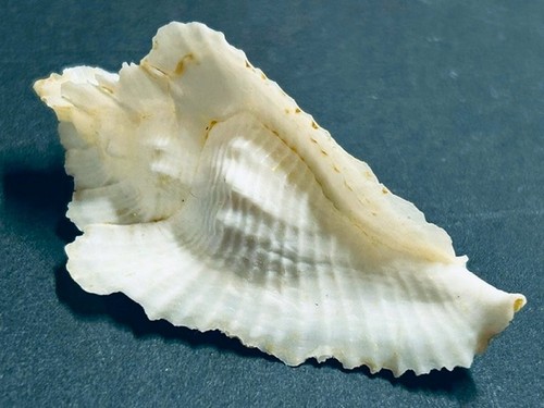 Murex timbellus bednalli - murex,