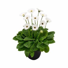 Gerbera 'Sweet Frosting'. 2L