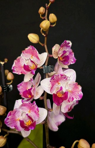 Rare phalaenopsis little gem - rare,