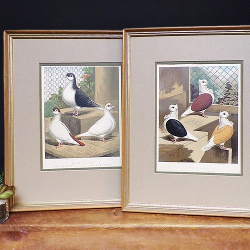 Antique framed pigeon art - antique,
