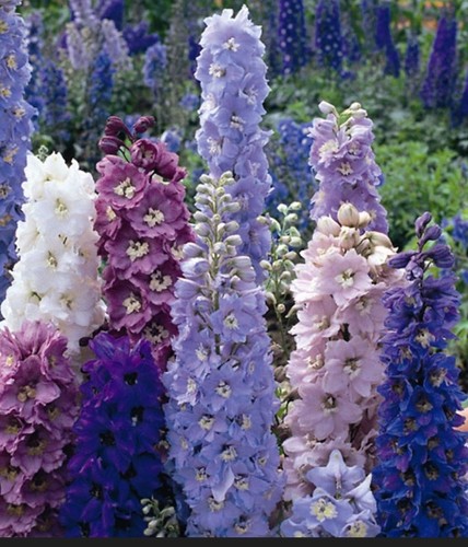 Delphinium tall pacific mix - tall, 'pacific'