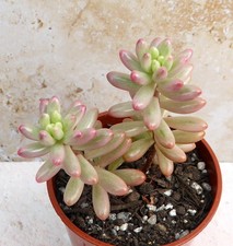 Sedum Rubrotinctum 'Aurora'