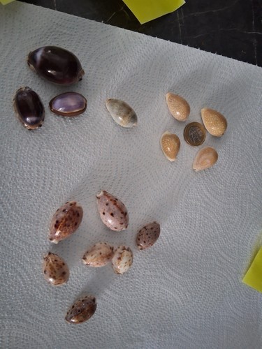Mixed cowrie shells - mixed, shells,