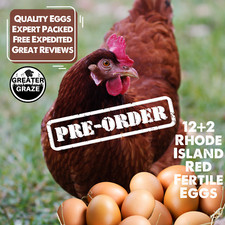 12+2 Bonus Rhode Island Red