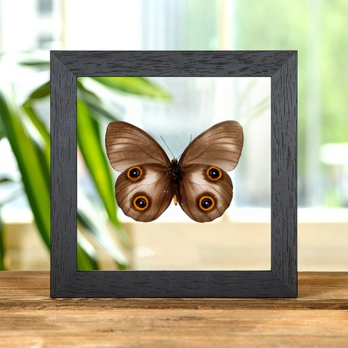 Urania owl butterfly - owl, clear