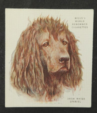 Irish Water Spaniel Wills