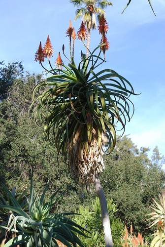 Aloe pluridens french - french,