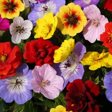 Geranium Potentilla 'Festival