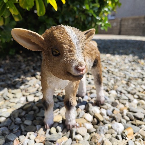 Vivid arts kid goat garden - -,
