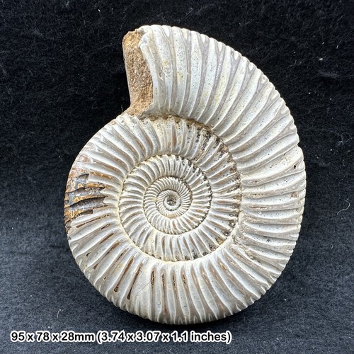 Perisphinctes fossil ammonite