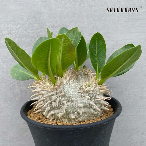 Pachypodium brevicaule 10 - pachypodium,