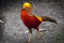  6 Red  Golden  pheasants