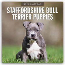 Staffordshire Bull Terrier Puppies 2026 Square Wall Calendar: Original Red Robin