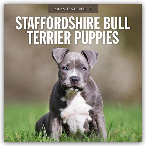 Staffordshire bull terrier - staffordshire,
