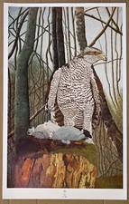 Goshawk Bird ART Picture Print by O. Sian - Bird of Prey - Hawk