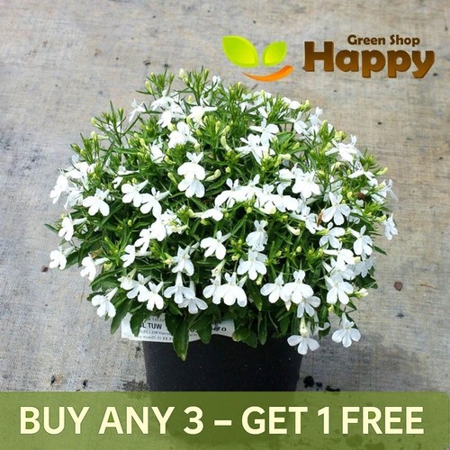 Lobelia white lady 7000 - white,
