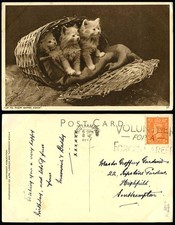 3 Cats Kittens Up To Their Games Again 1947 Old Postcard Volunteer Forces Career