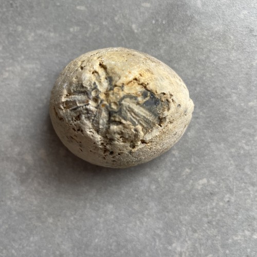 Natural unpolished sea urchin - natural,