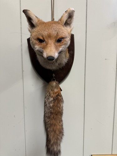 Taxidermy fox mask with - mask,