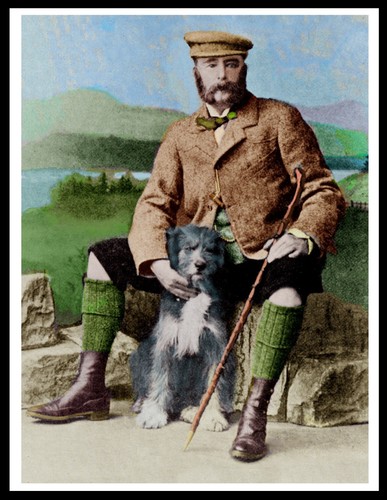 Bearded collie and scottish - collie,