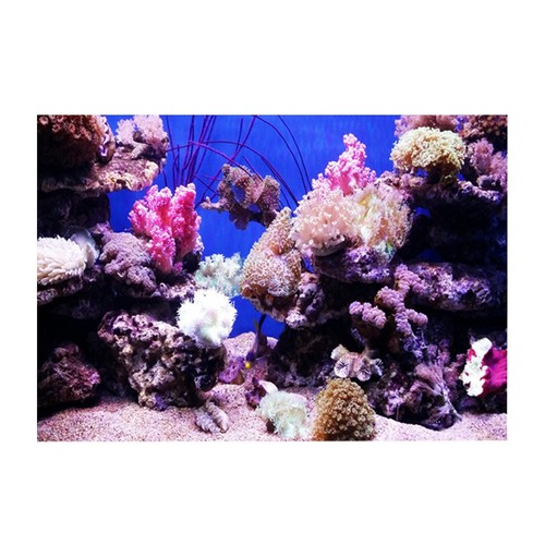 Effect adhesive coral - 3d,
