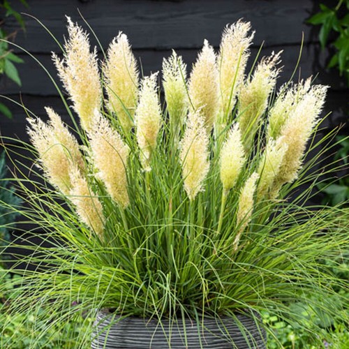 Ornamental grass tiny pampa - grass,,