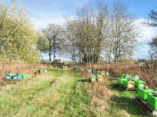 Photo 12x8 bee hives south - 12x8,
