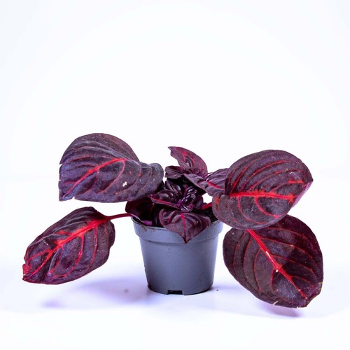 Iresine herbstii bloodleaf 6cm - herbstii,