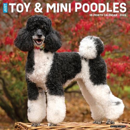 Toy miniature poodles - toy,