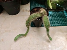 Hildewintera Colademononis or