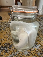 Bull Penis Taxidermy Wet Specimen Oddity And Curiosity