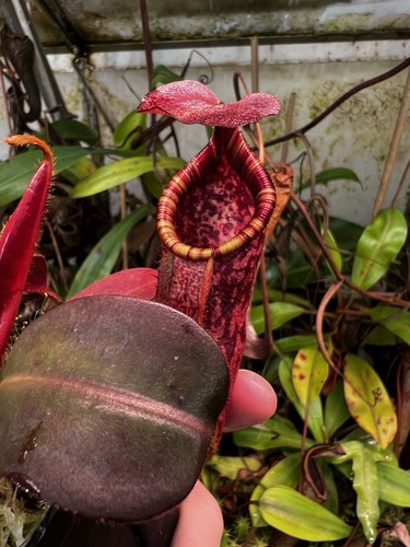 Nepenthes peltata lowii x - peltata,