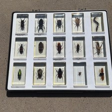 Real Insect Specimen Bugs in
