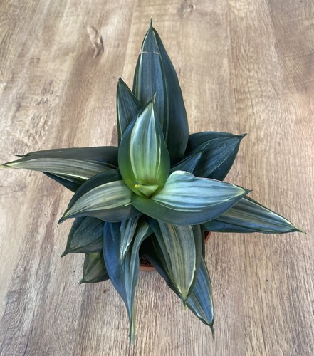 Sansevieria hahnii diamond - 'diamond', |