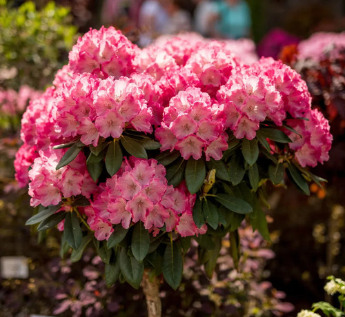 Rhododendron golden torch - golden, torch-
