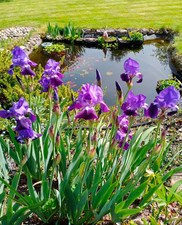 10 x Purple Iris - Cottage