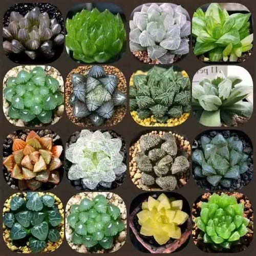 10x haworthia seeds - haworthia, rare