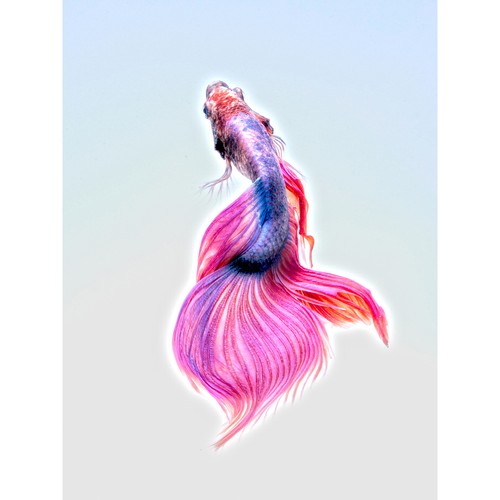 Siamese fighting fish - siamese,