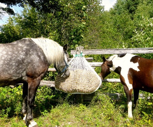 Mini slow bale buddy small - buddy,