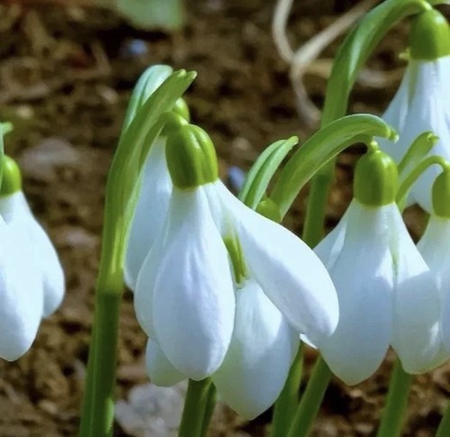 15x woronowii snowdrop bulbs - snowdrop,