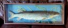 Antique Victorian Taxidermy Pike Fish in Mahogany Case / Fishing Trophy