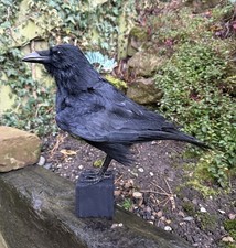 🎃 Taxidermy CROW Not raven man cave gothic skull curiosity Tattoo Halloween Art